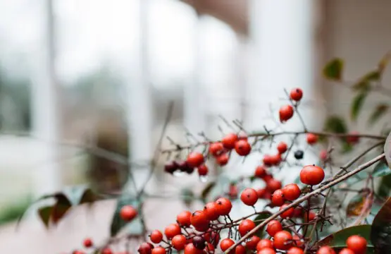 55ea7887 e57f 4966 9d97 bdecdabc6c80